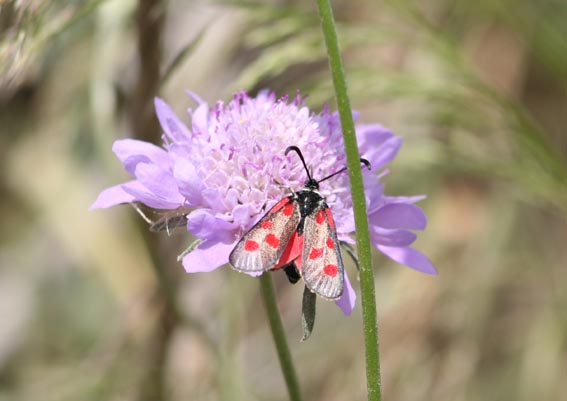 zygaenidae da identificare